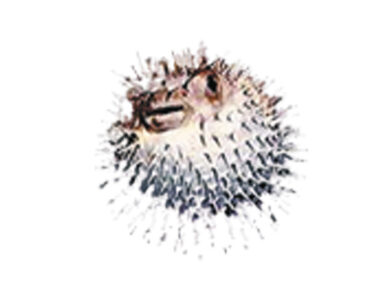 Rudolph “Hillary” Dietrich